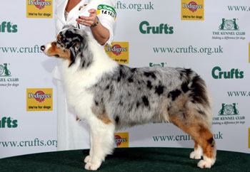 Crufts Dog Show Jadacrufts2008_2